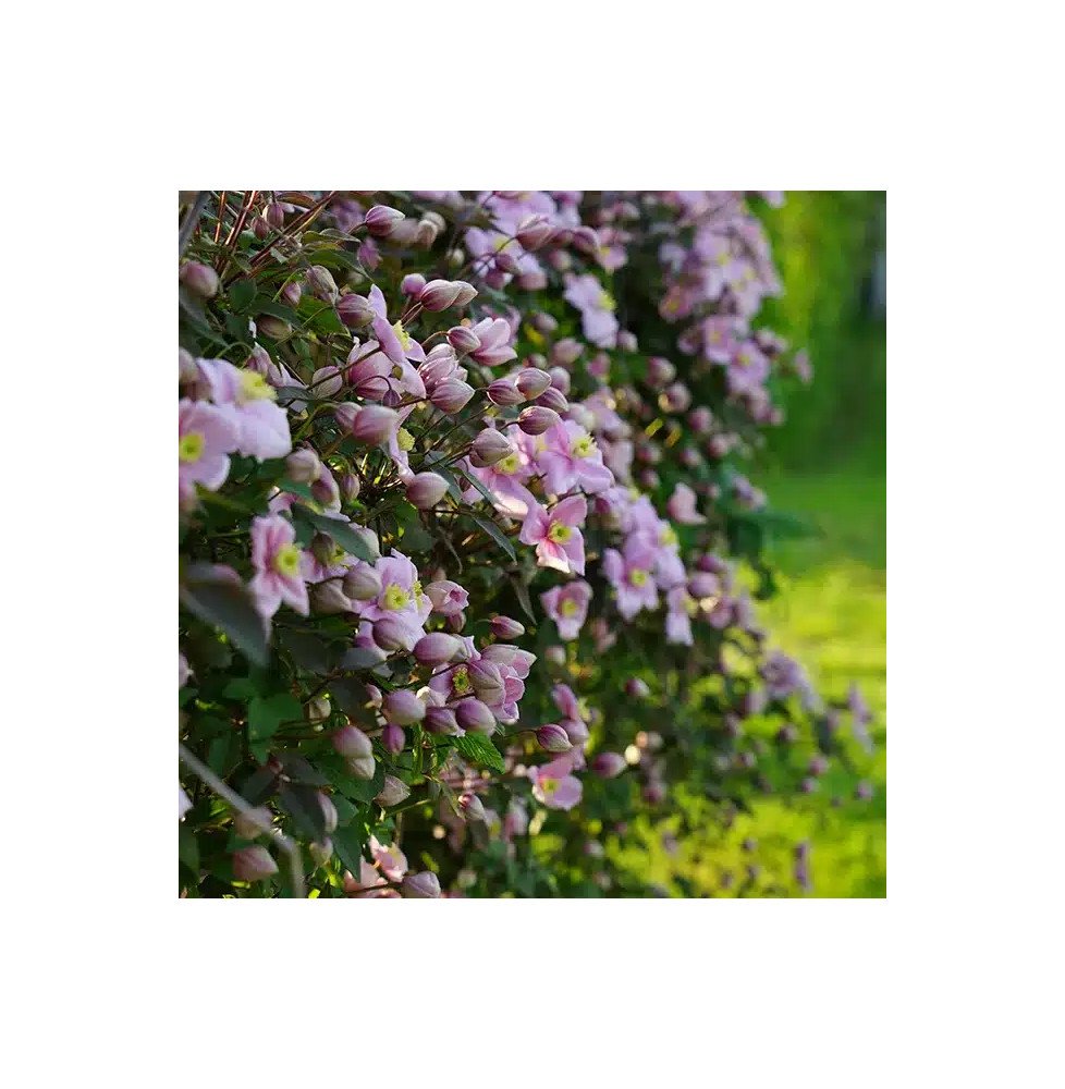 Pépinières Français PF_Clématite48 Clématite 'Mayleen' - clematis montana