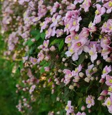 Pépinières Français PF_Clématite48 Clématite 'Mayleen' - clematis montana