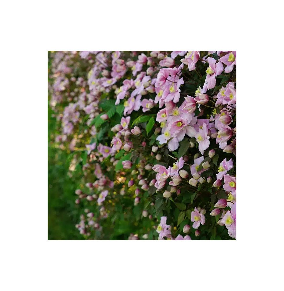 Pépinières Français PF_Clématite48 Clématite 'Mayleen' - clematis montana
