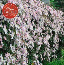 Pépinières Français PF_Clématite48 Clématite 'Mayleen' - clematis montana