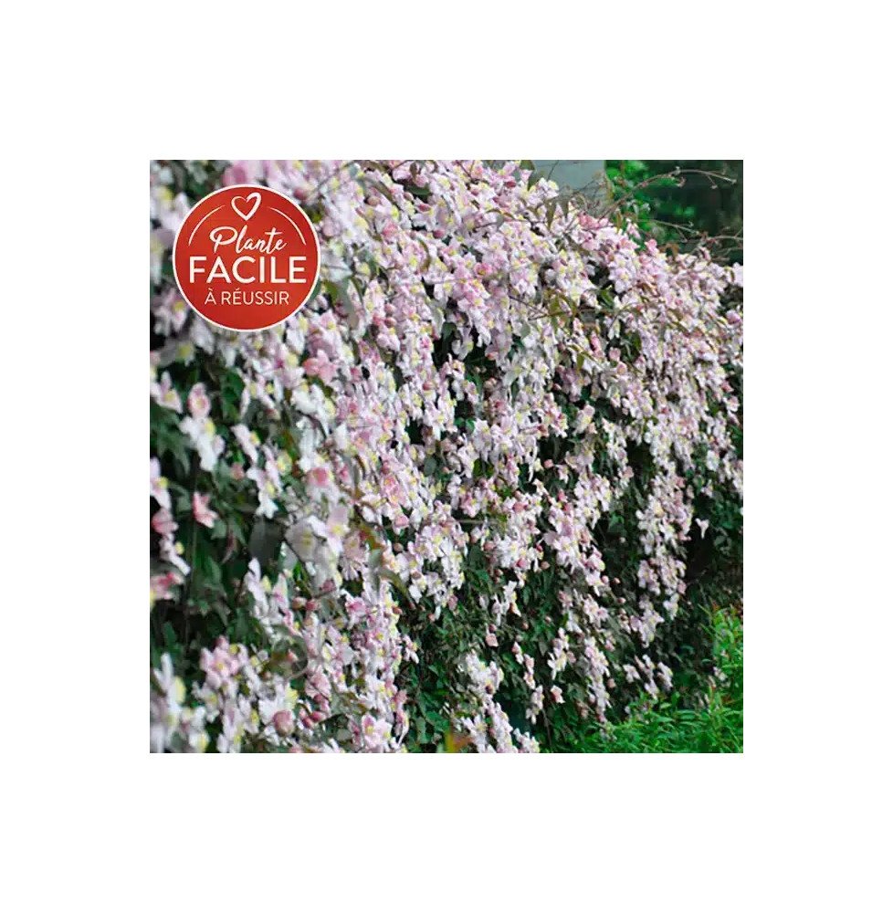 Pépinières Français PF_Clématite48 Clématite 'Mayleen' - clematis montana