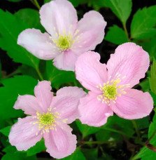 Pépinières Français PF_Clématite48 Clématite 'Mayleen' - clematis montana
