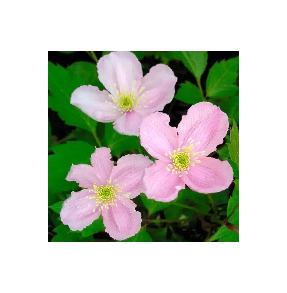 Pépinières Français PF_Clématite48 Clématite 'Mayleen' - clematis montana