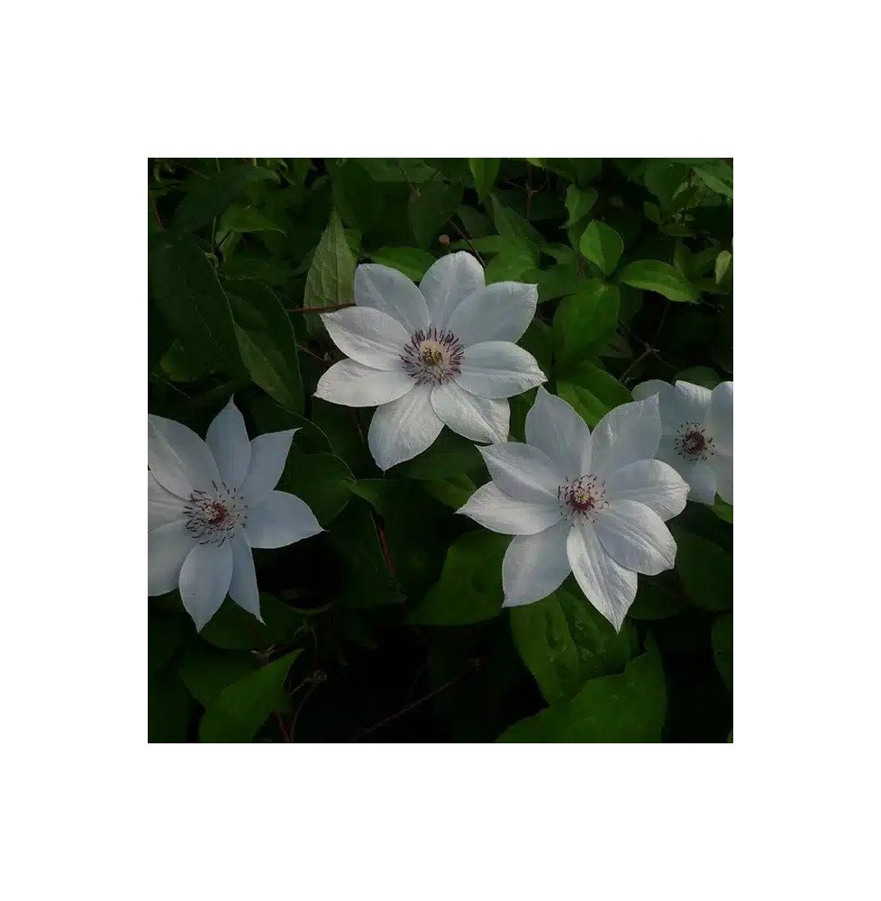 Pépinières Français PF_Clématite667 Clématite 'Miss Bateman' - clematis
