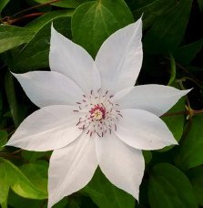 Pépinières Français PF_Clématite667 Clématite 'Miss Bateman' - clematis
