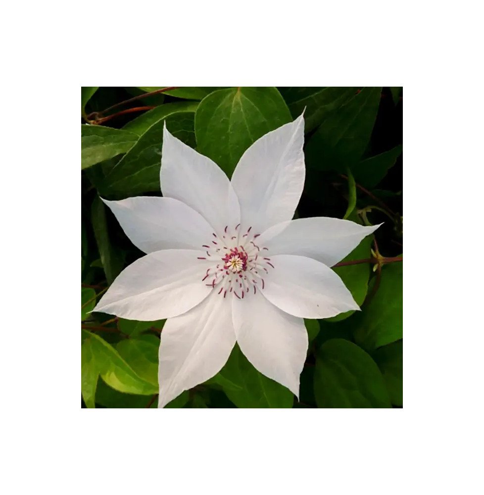 Pépinières Français PF_Clématite667 Clématite 'Miss Bateman' - clematis