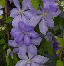 Pépinières Français PF_Clématite698 Clématite 'Mrs Cholmondeley' - clematis
