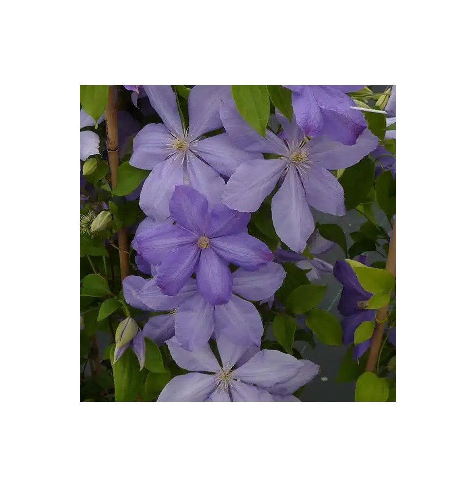 Pépinières Français PF_Clématite698 Clématite 'Mrs Cholmondeley' - clematis