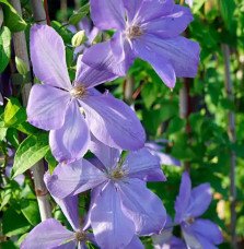 Pépinières Français PF_Clématite698 Clématite 'Mrs Cholmondeley' - clematis