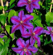 Pépinières Français PF_Clématite336 Clématite 'Mrs N. Thompson' - clematis