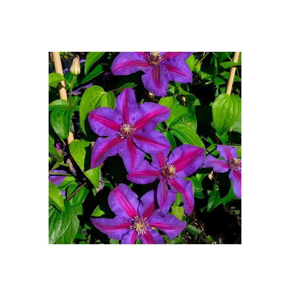 Pépinières Français PF_Clématite336 Clématite 'Mrs N. Thompson' - clematis