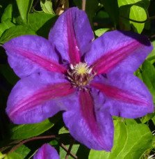 Pépinières Français PF_Clématite336 Clématite 'Mrs N. Thompson' - clematis