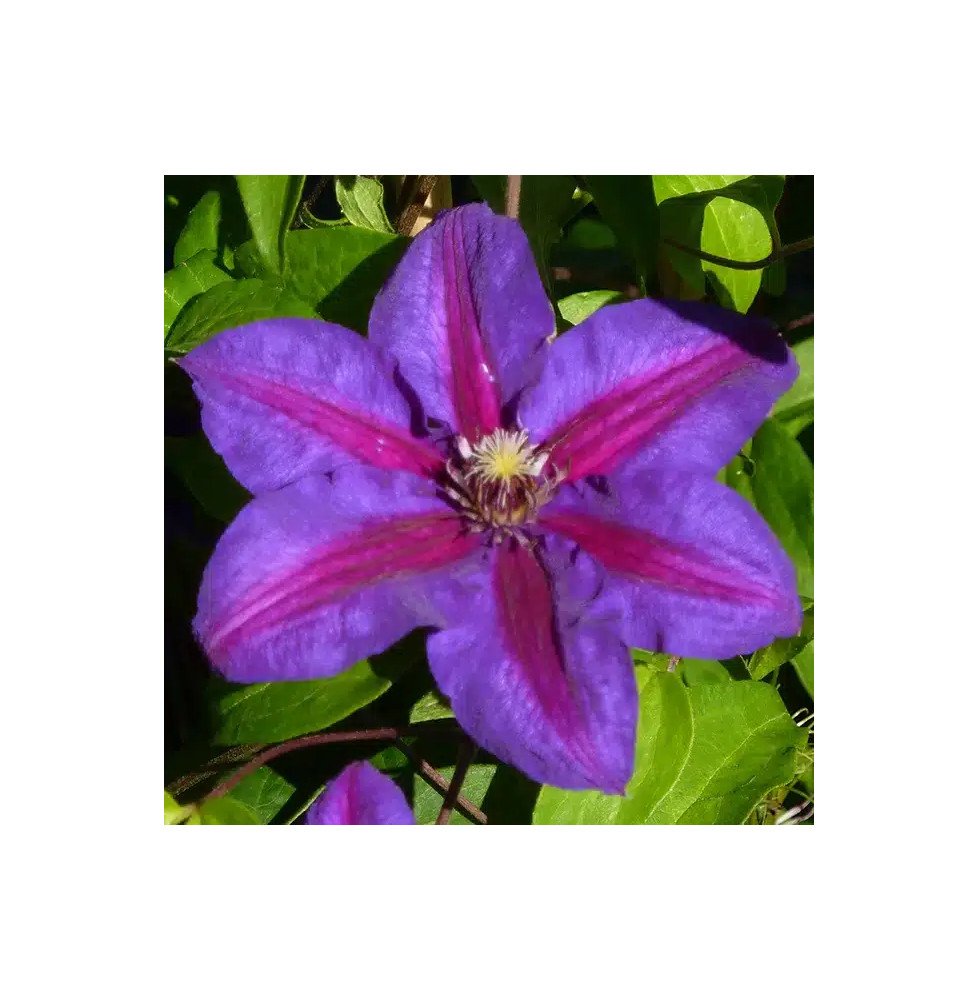 Pépinières Français PF_Clématite336 Clématite 'Mrs N. Thompson' - clematis