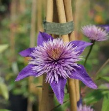 Pépinières Français PF_Clématite67 Clématite 'Multi Blue' - clematis
