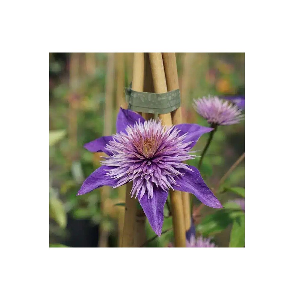 Pépinières Français PF_Clématite67 Clématite 'Multi Blue' - clematis