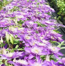 Pépinières Français PF_Clématite67 Clématite 'Multi Blue' - clematis
