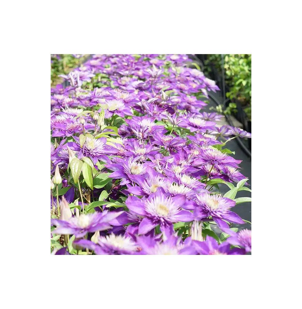Pépinières Français PF_Clématite67 Clématite 'Multi Blue' - clematis