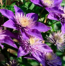 Pépinières Français PF_Clématite67 Clématite 'Multi Blue' - clematis