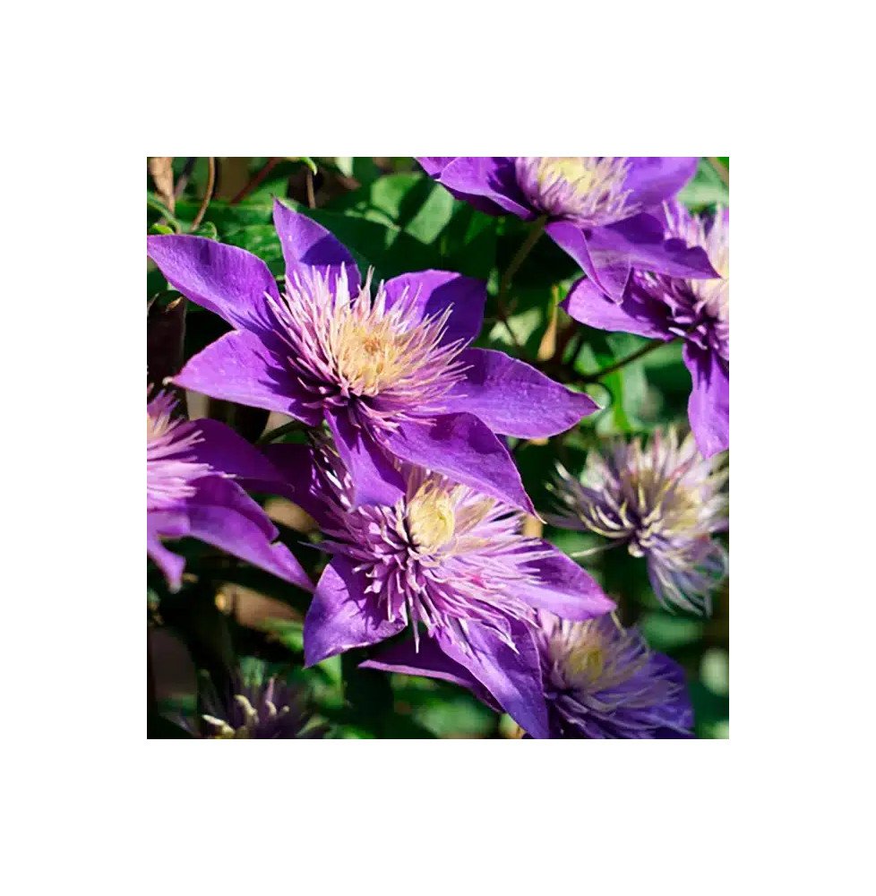 Pépinières Français PF_Clématite67 Clématite 'Multi Blue' - clematis