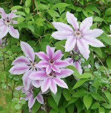 Pépinières Français PF_Clématite409 Clématite 'Nelly Moser' - clematis