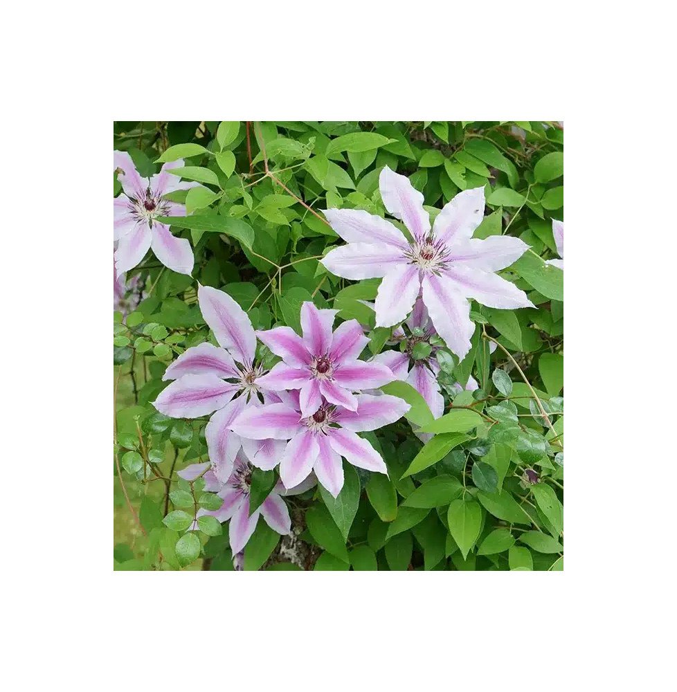 Pépinières Français PF_Clématite409 Clématite 'Nelly Moser' - clematis