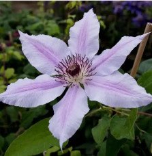 Pépinières Français PF_Clématite409 Clématite 'Nelly Moser' - clematis