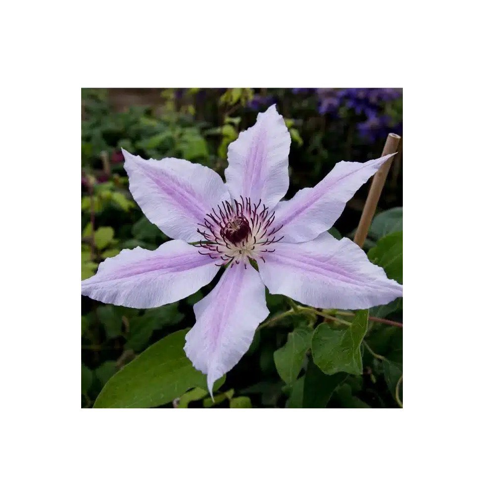 Pépinières Français PF_Clématite409 Clématite 'Nelly Moser' - clematis