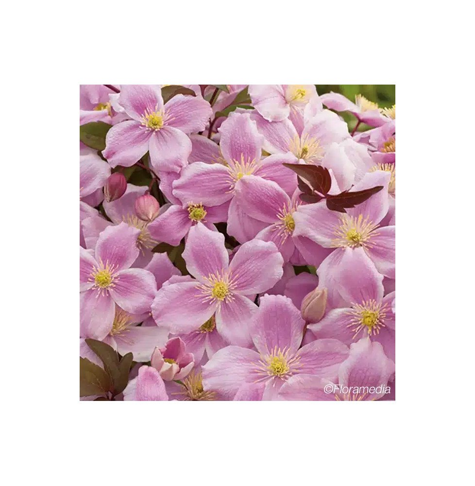 Pépinières Français PF_Clématite291 Clématite 'New Dawn' - clematis montana