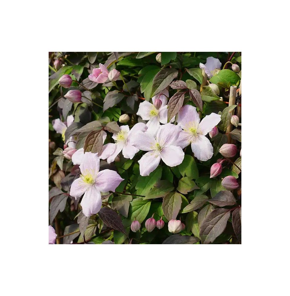 Pépinières Français PF_Clématite291 Clématite 'New Dawn' - clematis montana