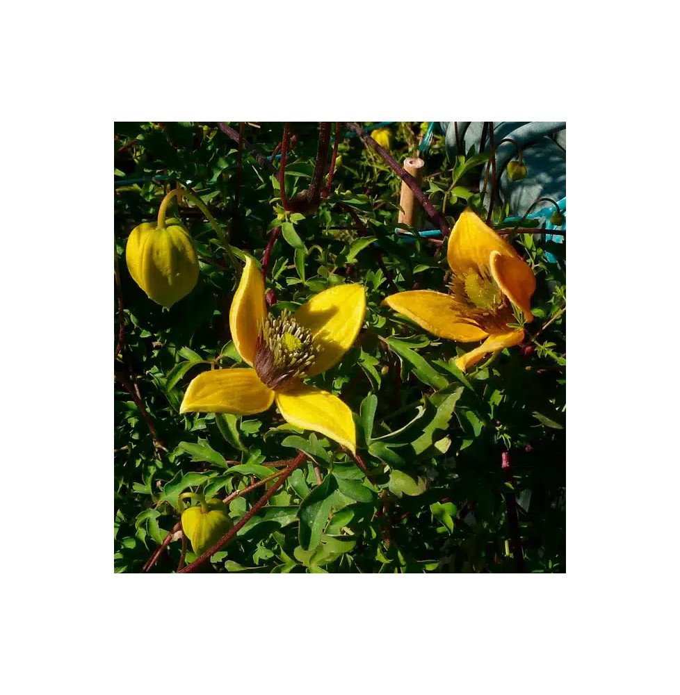 Pépinières Français PF_Clématite001 Clématite 'Orange Peel' - clematis orientalis