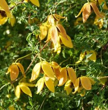 Pépinières Français PF_Clématite001 Clématite 'Orange Peel' - clematis orientalis