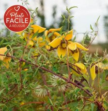 Pépinières Français PF_Clématite001 Clématite 'Orange Peel' - clematis orientalis