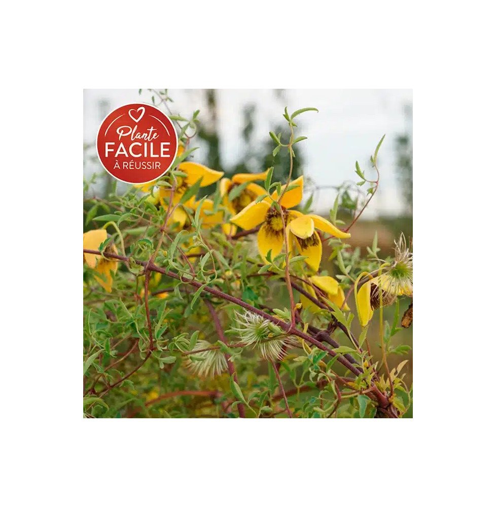 Pépinières Français PF_Clématite001 Clématite 'Orange Peel' - clematis orientalis