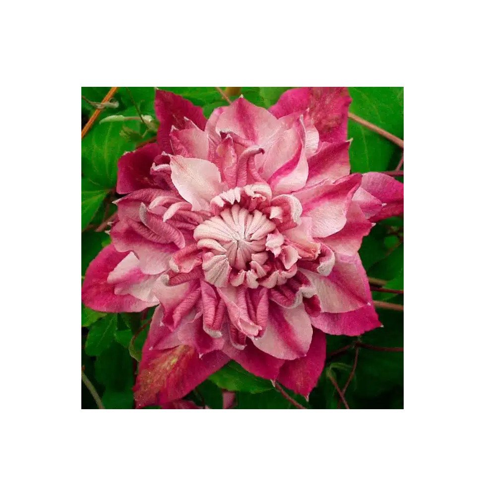 Pépinières Français PF_Clématite7174 Clématite 'Patricia Ann Fretwell®' (‘Pafar’) - clematis