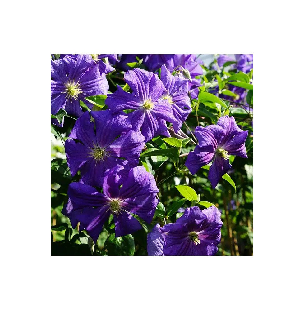 Pépinières Français PF_Clématite883 Clématite 'Perle d'Azur' - clematis viticella