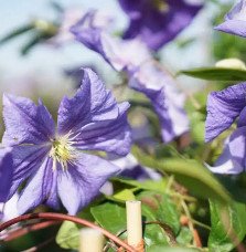 Pépinières Français PF_Clématite883 Clématite 'Perle d'Azur' - clematis viticella