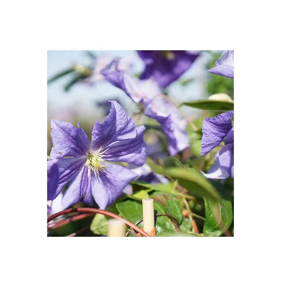 Pépinières Français PF_Clématite883 Clématite 'Perle d'Azur' - clematis viticella