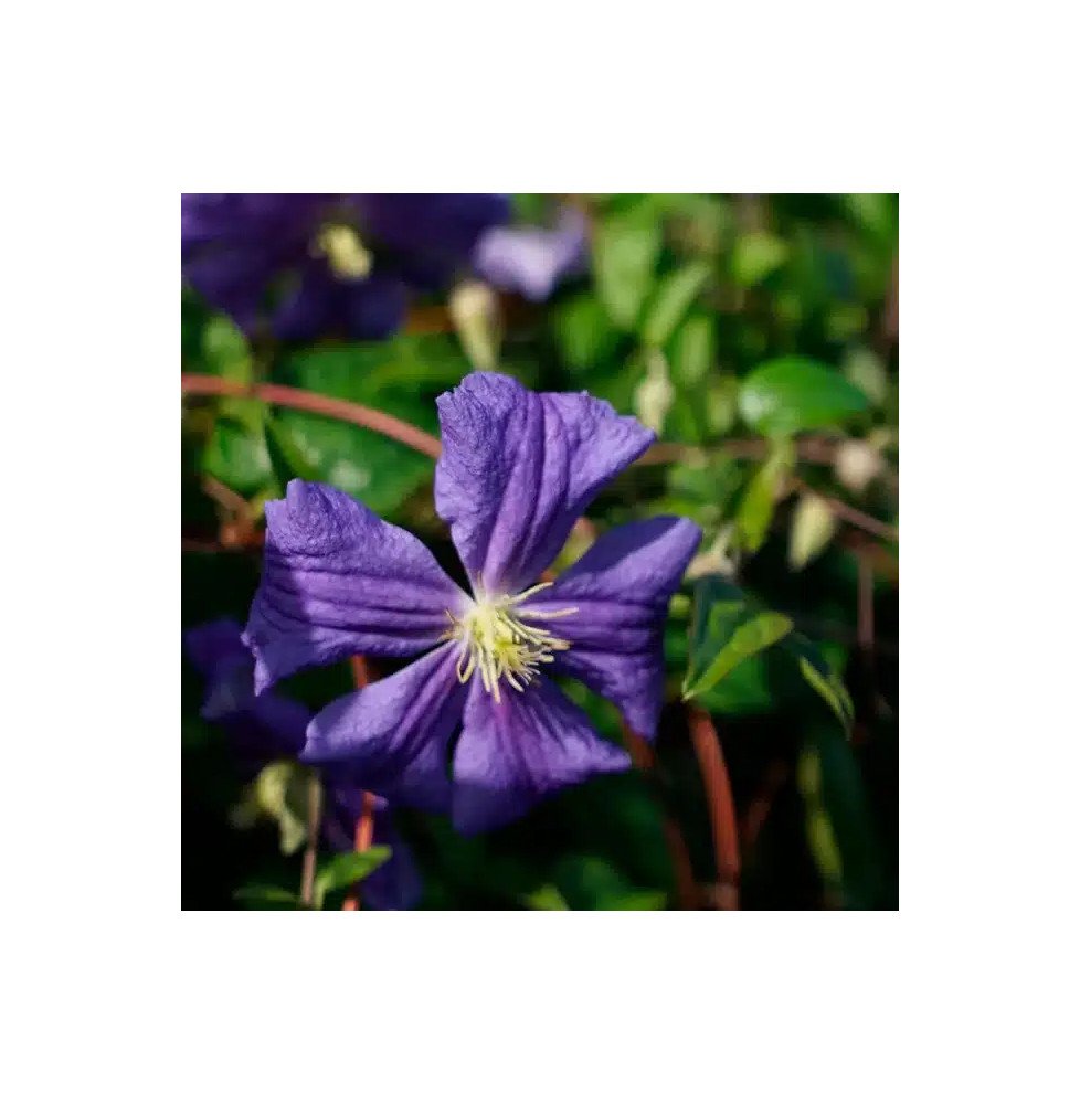 Pépinières Français PF_Clématite883 Clématite 'Perle d'Azur' - clematis viticella