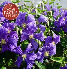 Pépinières Français PF_Clématite883 Clématite 'Perle d'Azur' - clematis viticella