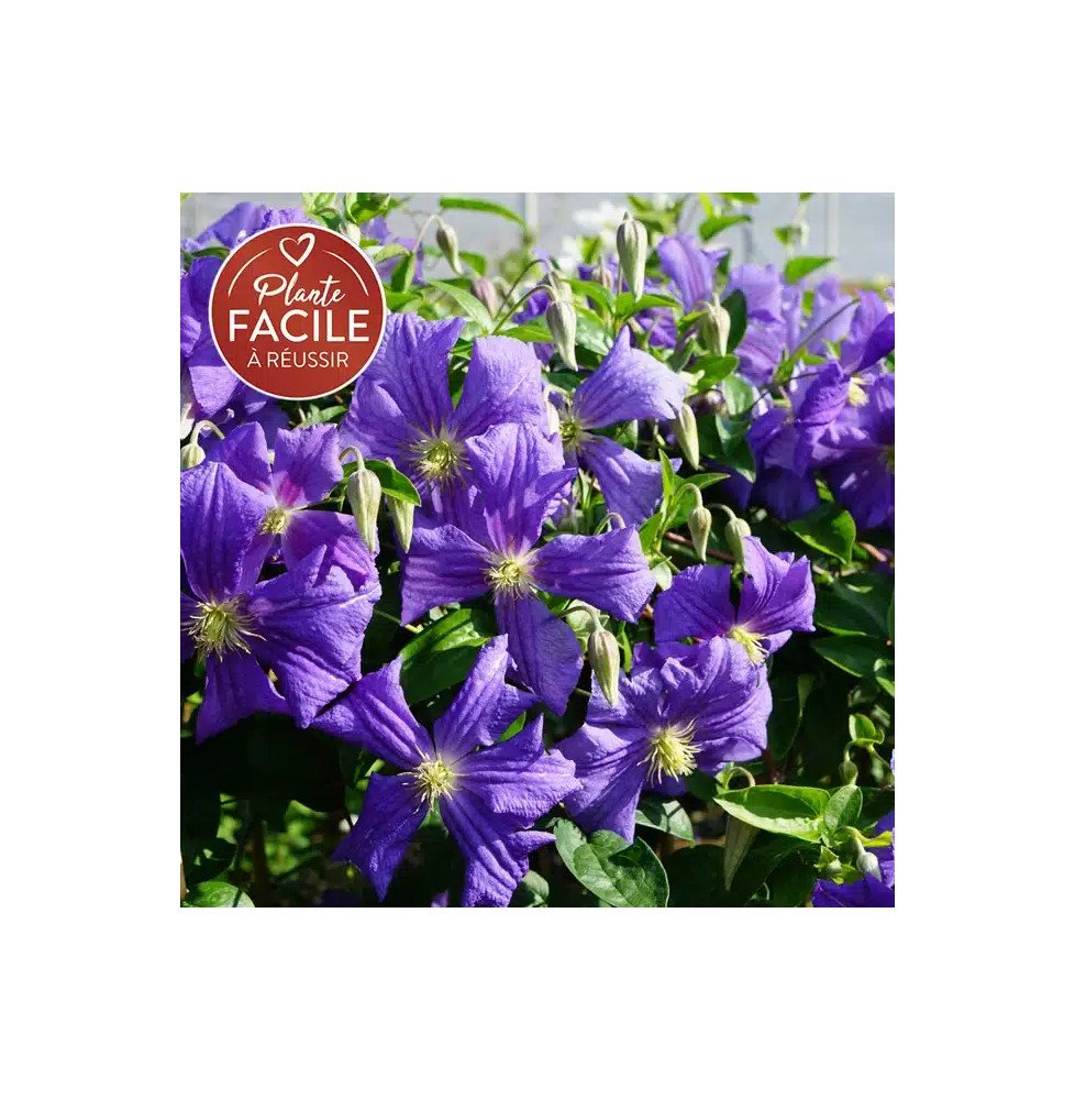 Pépinières Français PF_Clématite883 Clématite 'Perle d'Azur' - clematis viticella