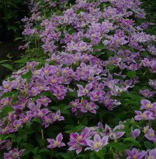 Pépinières Français PF_Clématite79 Clématite 'Piilu' - clematis