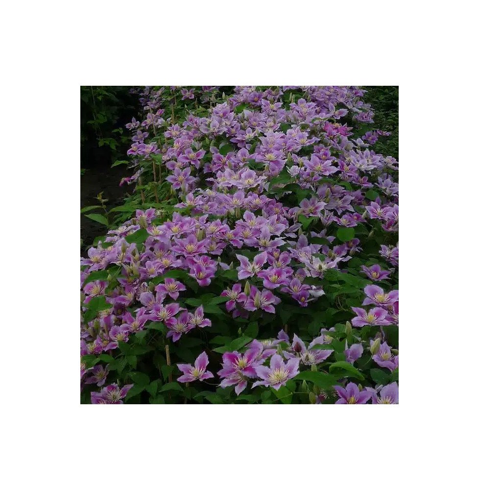 Pépinières Français PF_Clématite79 Clématite 'Piilu' - clematis