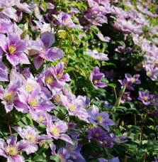Pépinières Français PF_Clématite79 Clématite 'Piilu' - clematis
