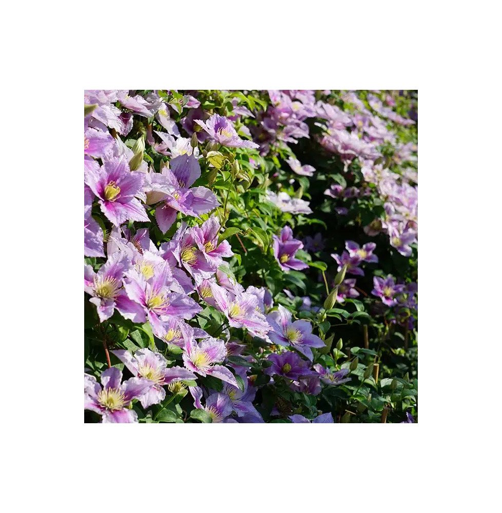 Pépinières Français PF_Clématite79 Clématite 'Piilu' - clematis