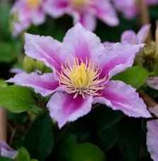 Pépinières Français PF_Clématite79 Clématite 'Piilu' - clematis