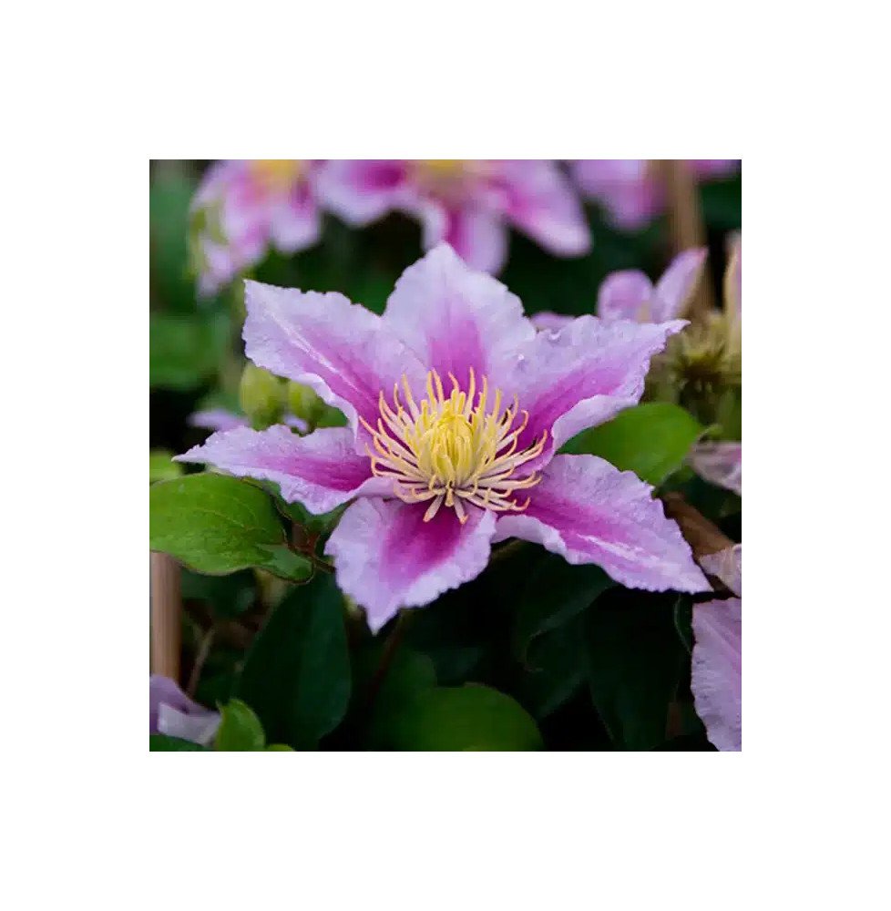 Pépinières Français PF_Clématite79 Clématite 'Piilu' - clematis