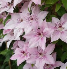 Pépinières Français PF_Clématite002 Clématite 'Pink Fantasy' - clematis
