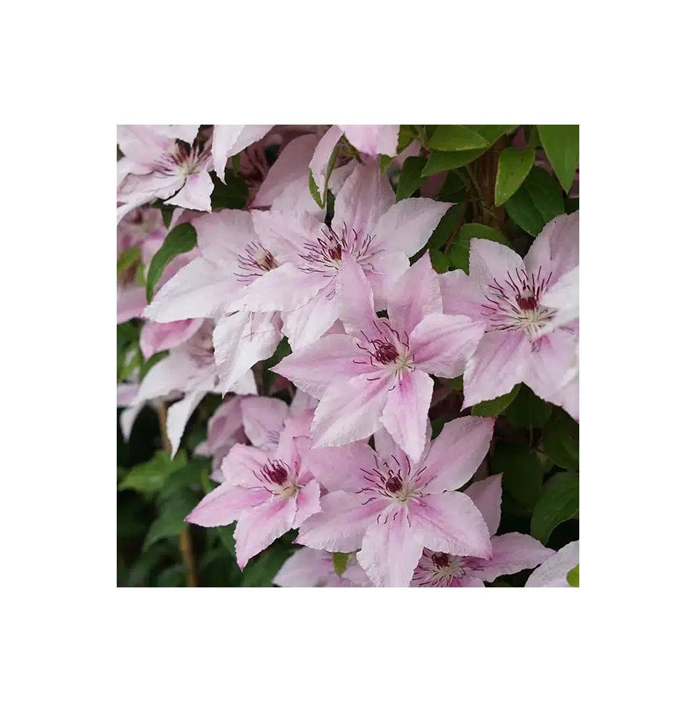 Pépinières Français PF_Clématite002 Clématite 'Pink Fantasy' - clematis