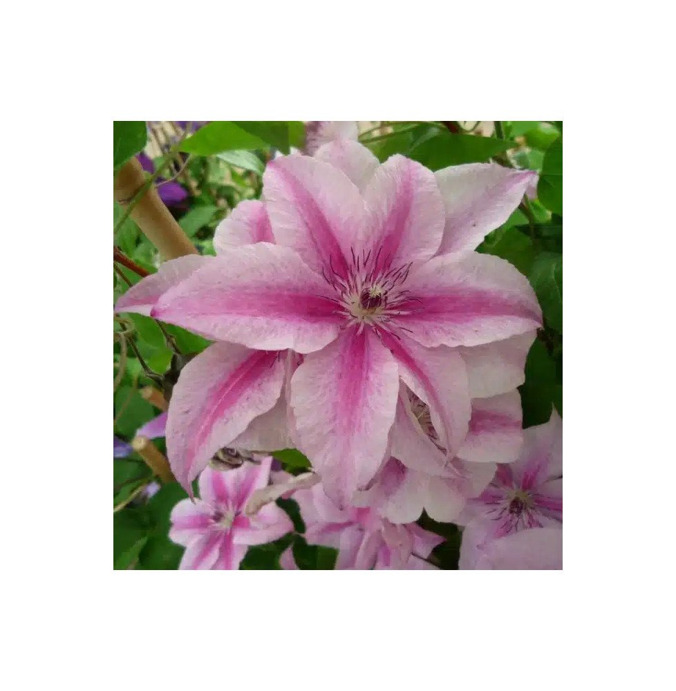 Pépinières Français PF_Clématite002 Clématite 'Pink Fantasy' - clematis