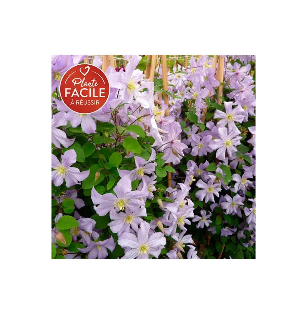 Pépinières Français PF_Clématite038 Clématite 'Prince Charles' - clematis viticella